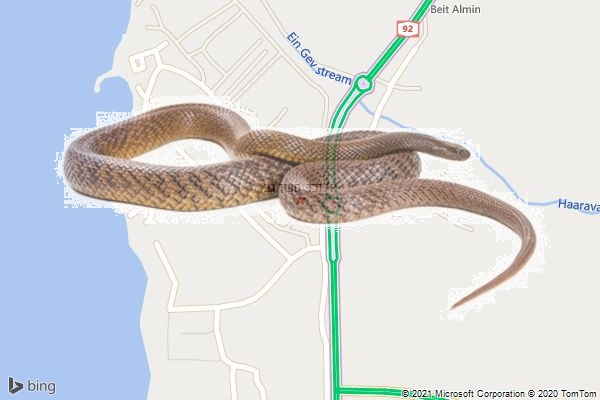 הלוכד מעין גב