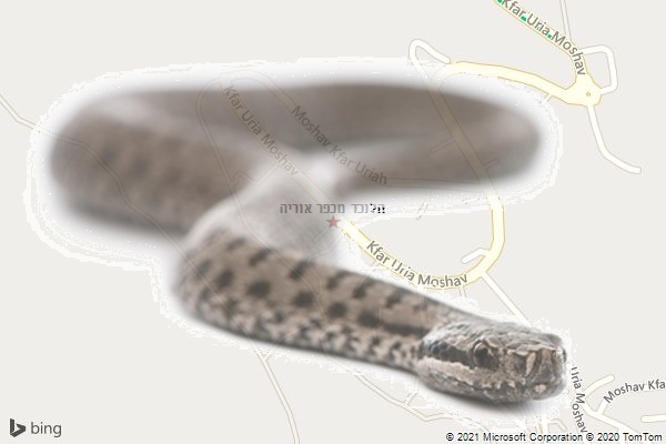 הלוכד מכפר אוריה