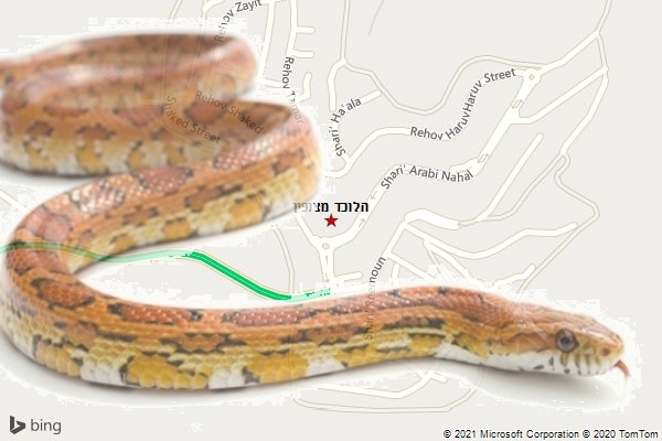 הלוכד מצופין
