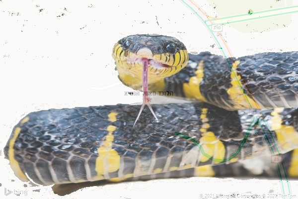 הלוכד מאשל הנשיא