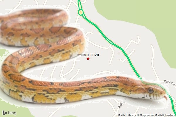 הלוכד מעספיא