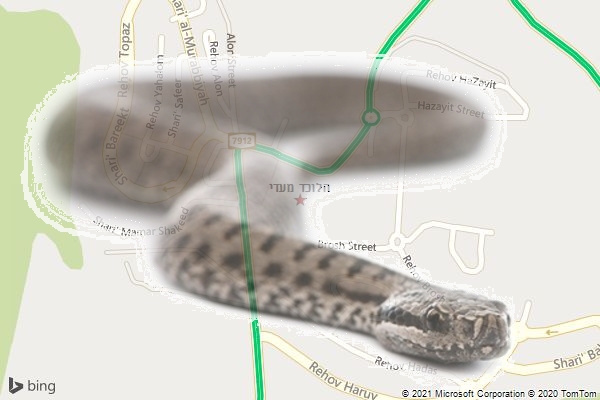 הלוכד מעדי