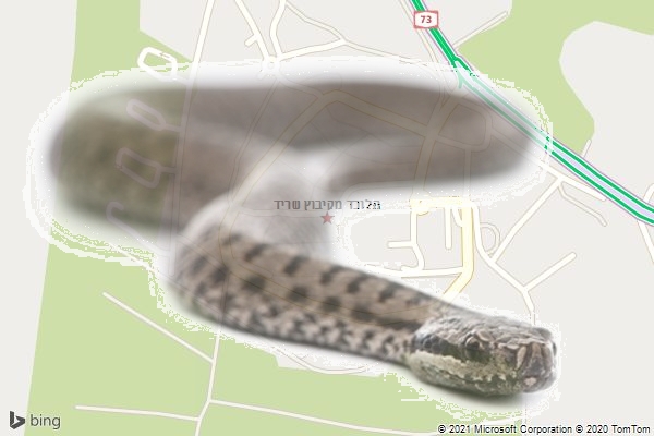 הלוכד מקיבוץ שריד