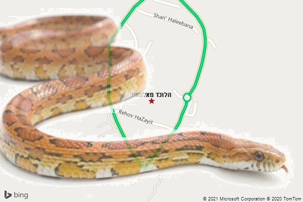 הלוכד מאלומות