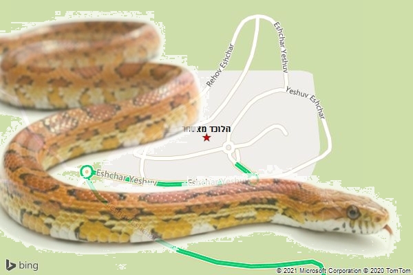 הלוכד מאשחר
