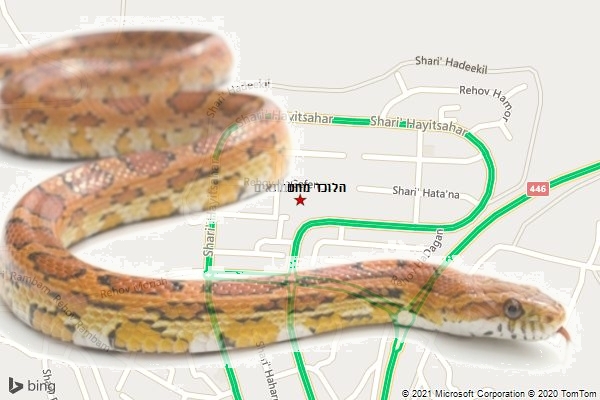 הלוכד מחשמונאים