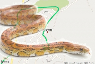 לוכד נחשים בטנא - הלוכד מטנא