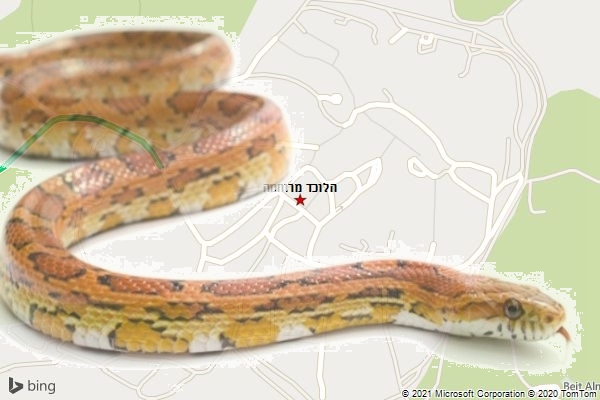 הלוכד מרוחמה