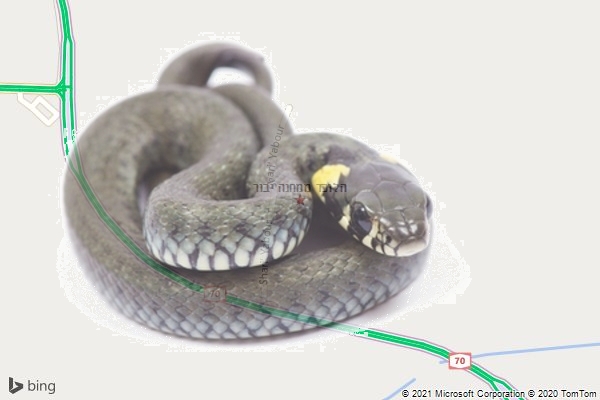 הלוכד ממחנה יבור