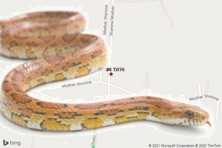 לוכד נחשים בשרונה - הלוכד משרונה