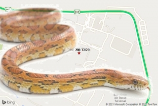 לוכד נחשים בתל עמל - הלוכד מתל עמל