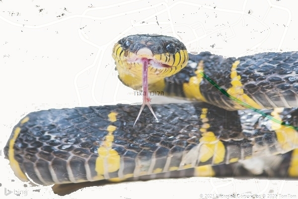 הלוכד מארז