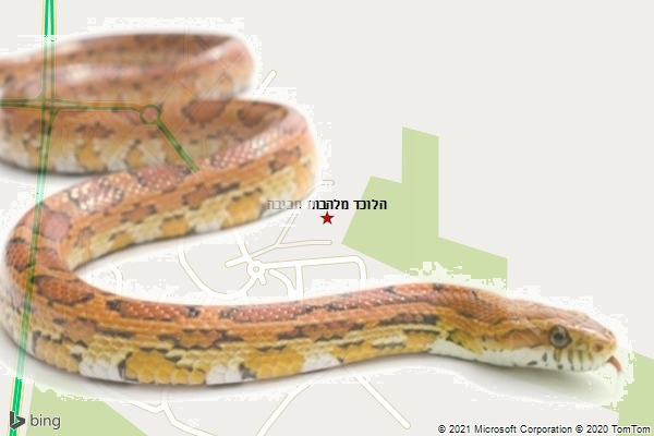 הלוכד מלהבות חביבה