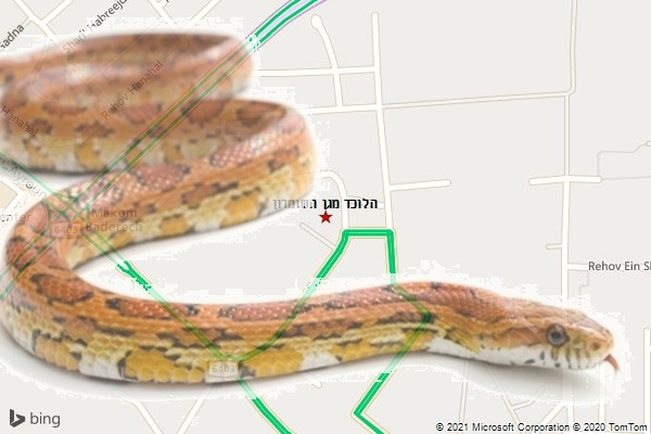 הלוכד מגן השומרון