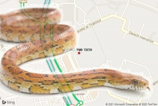 לוכד נחשים בעיר המפרץ - הלוכד מעיר המפרץ