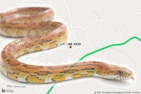 הלוכד מעראמשה