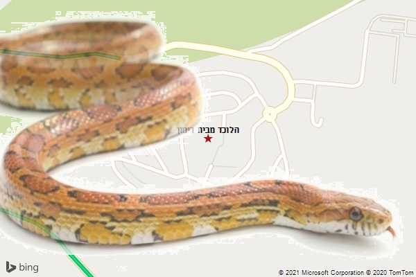 הלוכד מבית רימון