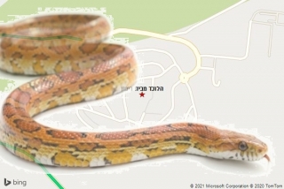 לוכד נחשים בבית רימון - הלוכד מבית רימון