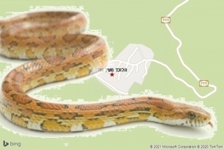 לוכד נחשים בעין חוד - הלוכד מעין חוד