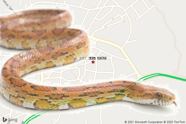 הלוכד מכפר כמא