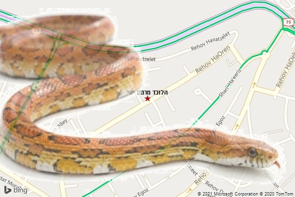 הלוכד מרמת ישי