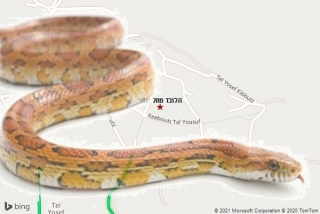 לוכד נחשים בתל יוסף - הלוכד מתל יוסף
