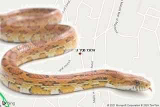 לוכד נחשים בביר אל מכסור - הלוכד מביר אל מכסור