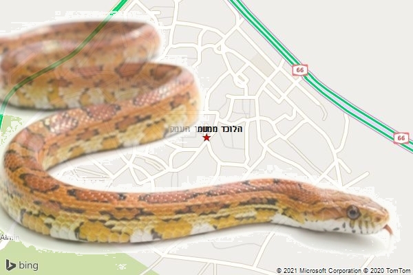 הלוכד ממשמר העמק
