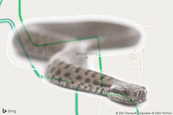 הלוכד מכורזים