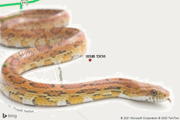 הלוכד מגרנות הגליל