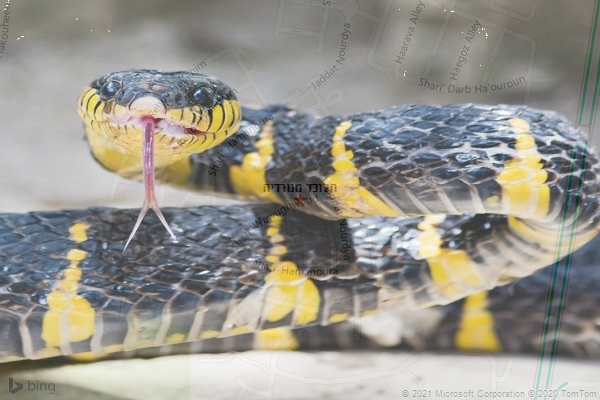 הלוכד מנורדיה
