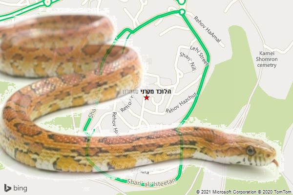 הלוכד מקרני שומרון