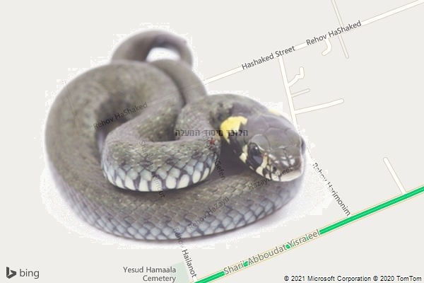 הלוכד מיסוד המעלה