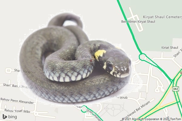 הלוכד מגנים