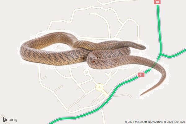 הלוכד מעין זיוון