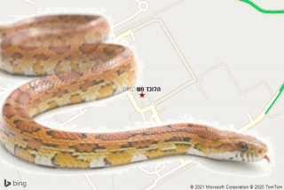 לוכד נחשים בשלוחות - הלוכד משלוחות