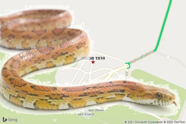 הלוכד מגדעונה