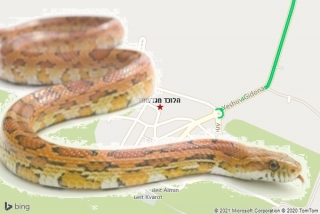 לוכד נחשים בגדעונה - הלוכד מגדעונה