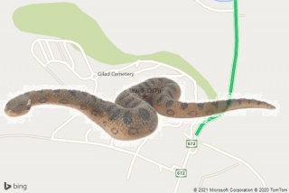 לוכד נחשים בגלעד - הלוכד מגלעד