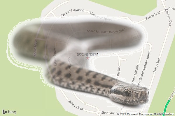 הלוכד מיובלים
