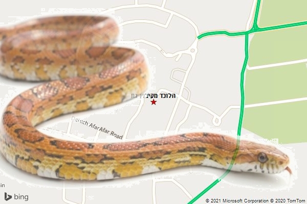 הלוכד מקיבוץ גת
