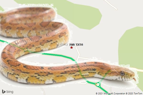 הלוכד מעין אסהלה