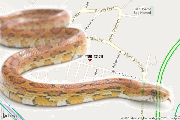 הלוכד משדי חמד