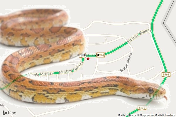 הלוכד משתולה