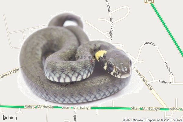הלוכד מבאר טוביה