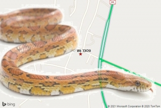  באילניה - הלוכד מאילניה