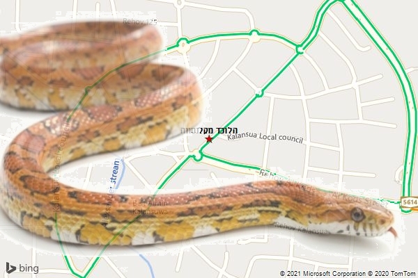 הלוכד מקלנסווה