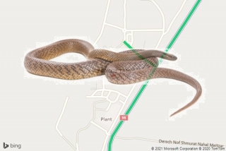 לוכד נחשים במבוא חמה - הלוכד ממבוא חמה
