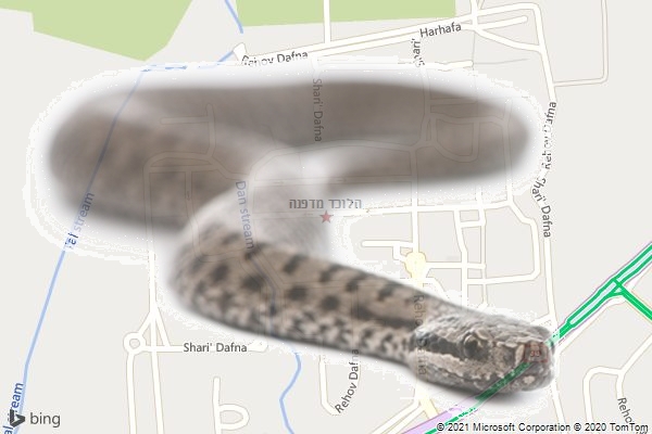 הלוכד מדפנה