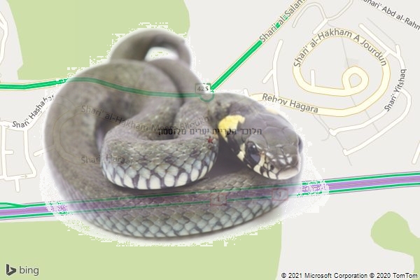הלוכד מקריית יערים טלזסטון